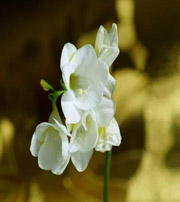 屯昌十二生肖看看你的幸运数字是什么吧！