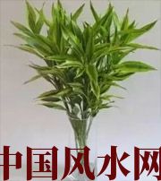 屯昌十二生肖养什么植物最旺财运？你知道吗！
