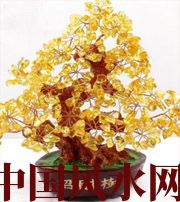 屯昌买了招财植物却不能发财，是方位摆错了！